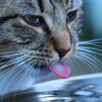 猫舌じゃない猫がいるなら猫舌を治す方法があるはず！？